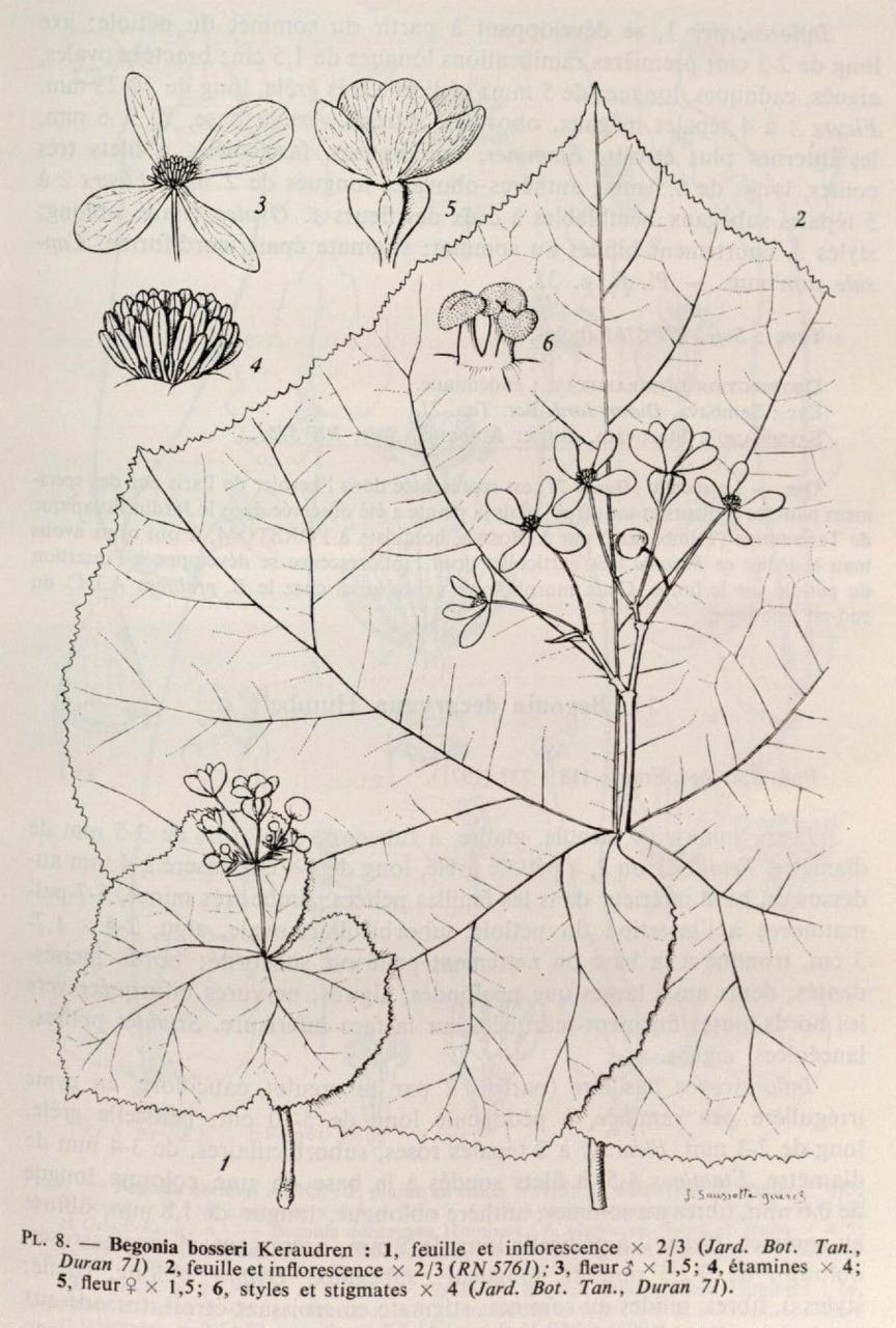 B. bosseri